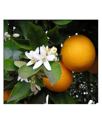 Natural Tarocco Oranges (in...