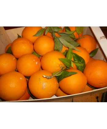 Natural Navellina Oranges...