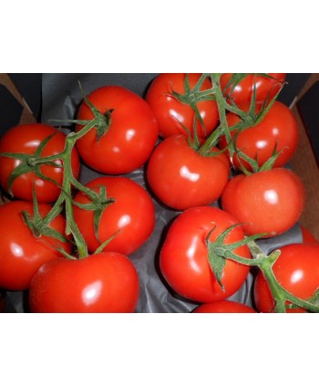 Coppery Tomatoes