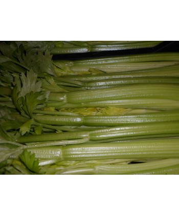 Green celery
