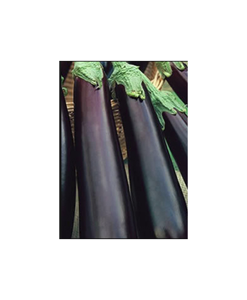 Long eggplants
