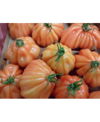 Tomatoes “Cuore Di Bue”