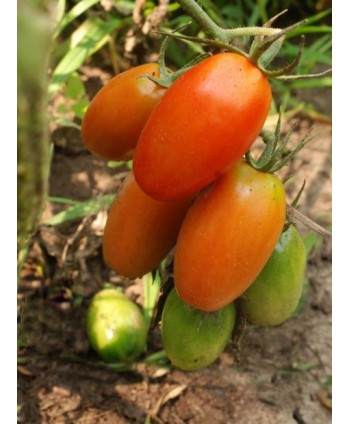 “Peretto” Tomatoes