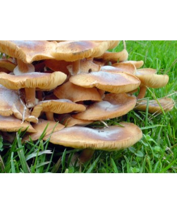 “Sbrise” Mushrooms