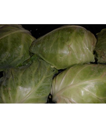 Pointed cabbage (Sweetheart...